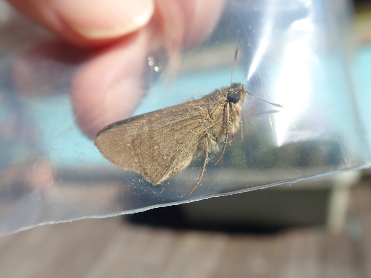 秋を感じるセセリチョウの仲間はかわいい姿が人気の茶色い蝶たちです あいかわ公園自然観察ガイド
