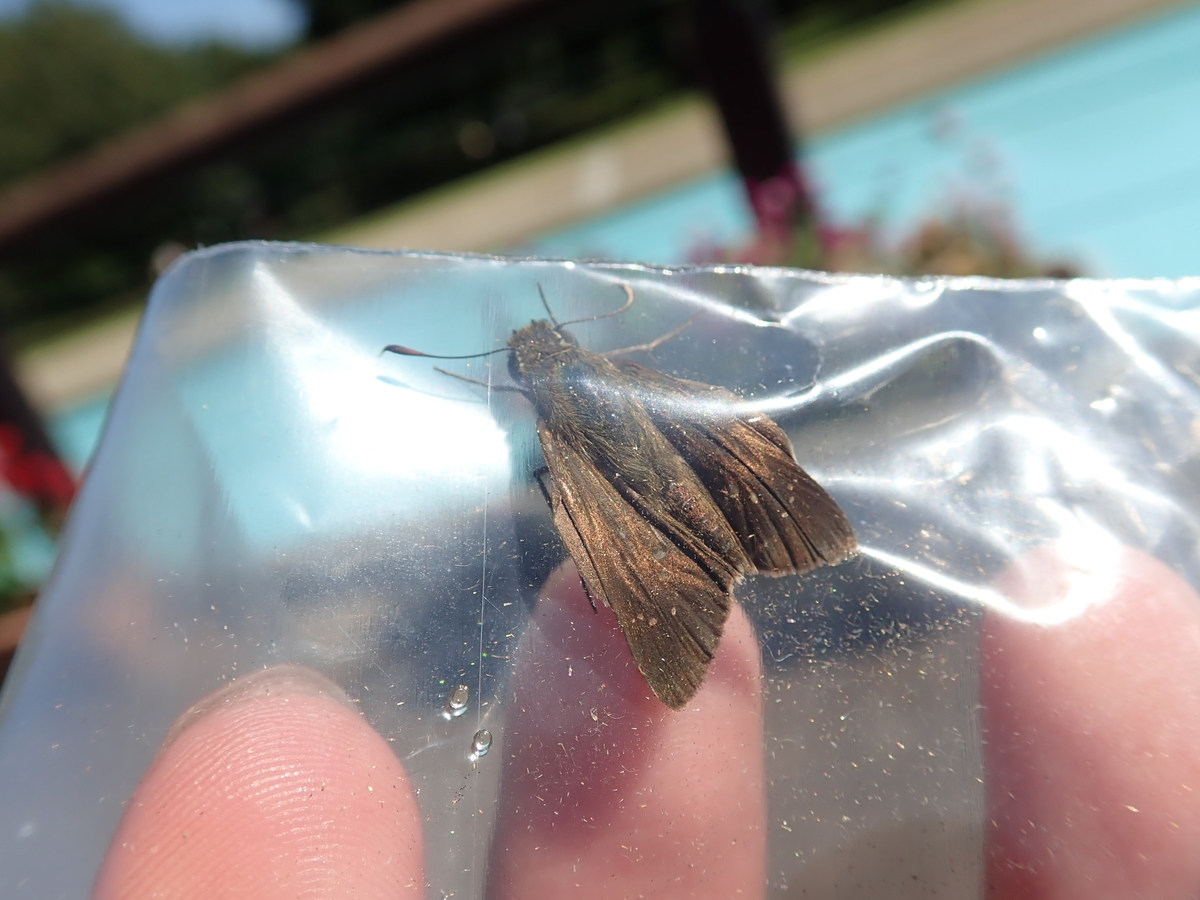 秋を感じるセセリチョウの仲間 あいかわ公園自然観察ガイド