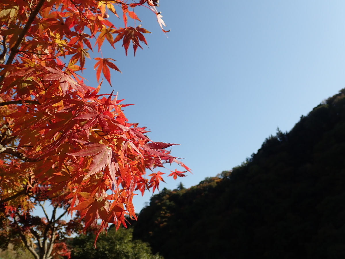 f:id:aikawa_park:20201111125807j:plain