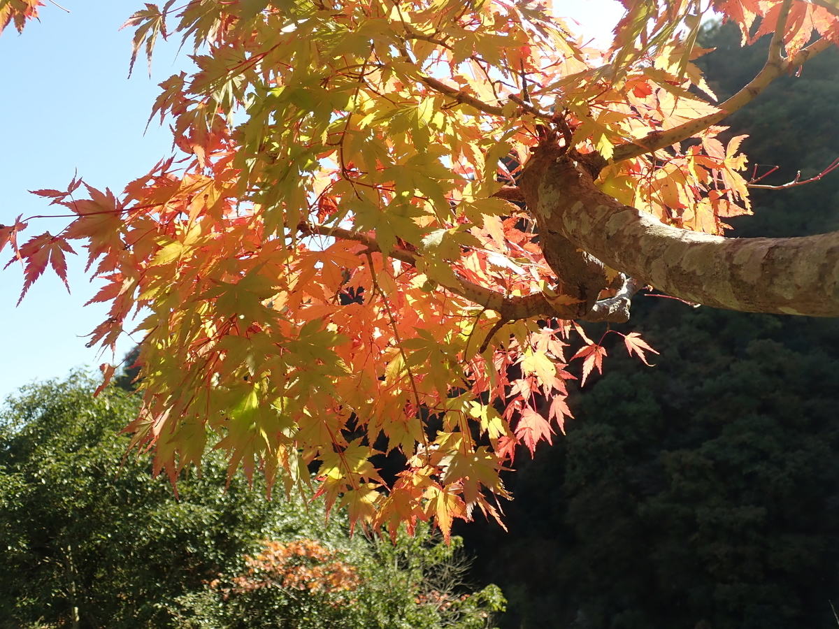 f:id:aikawa_park:20201111130334j:plain
