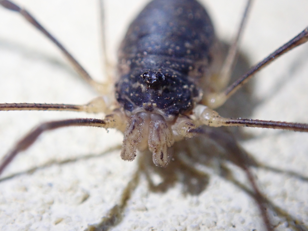 面白い見た目？ 体の何倍もの足を持つザトウムシの仲間 - あいかわ公園
