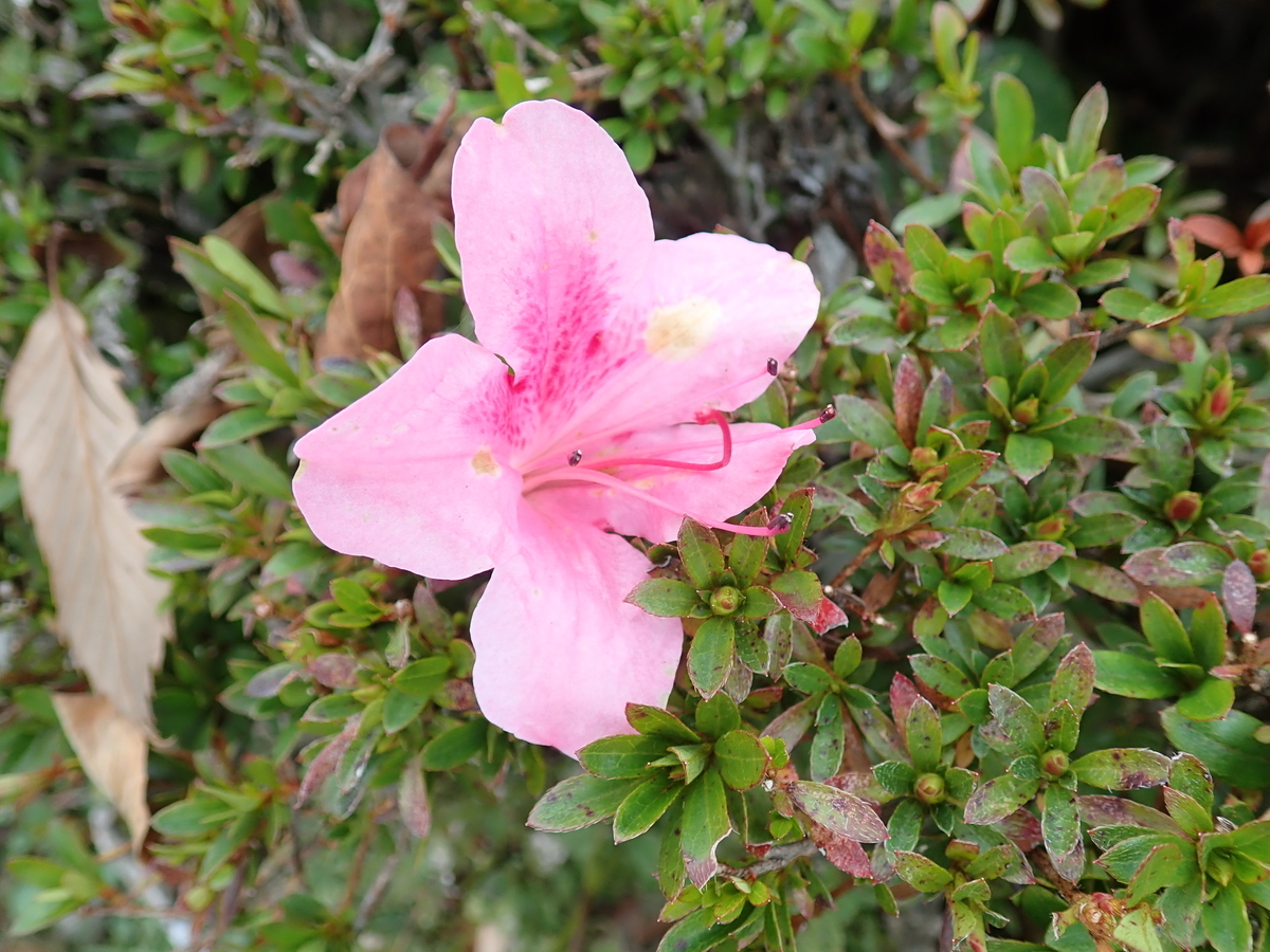 f:id:aikawa_park:20201202102835j:plain