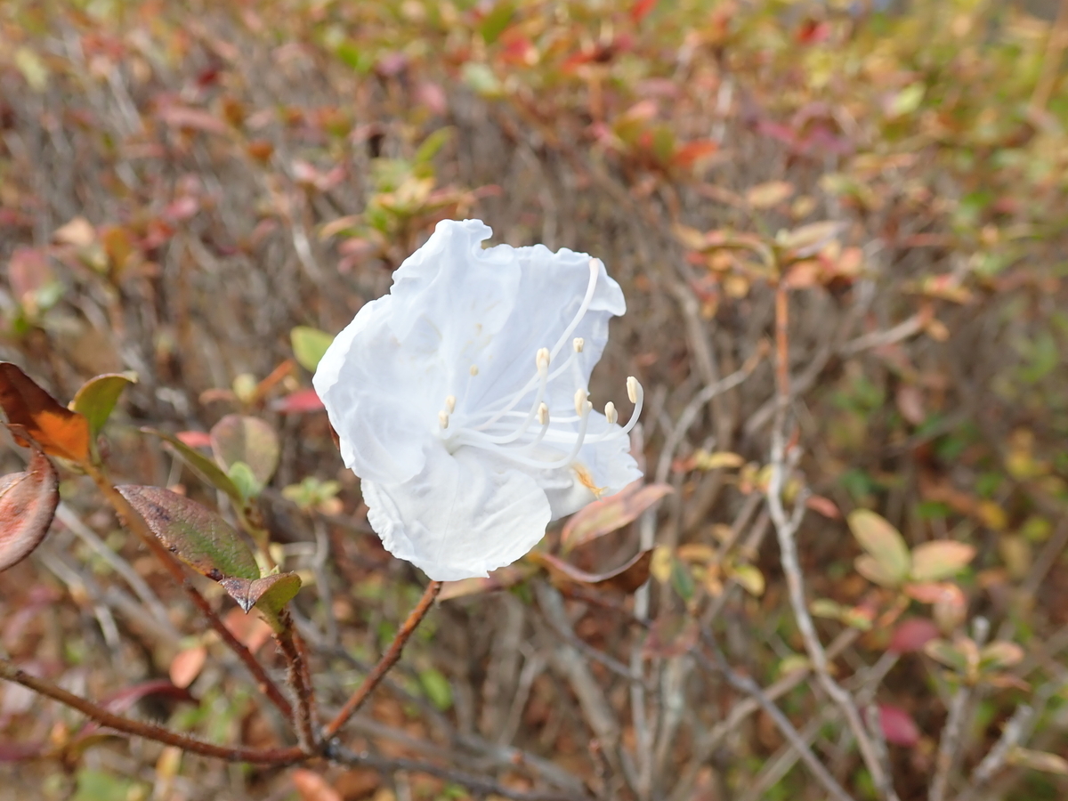 f:id:aikawa_park:20201202103140j:plain