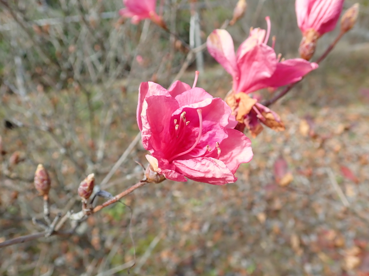 f:id:aikawa_park:20201202103637j:plain