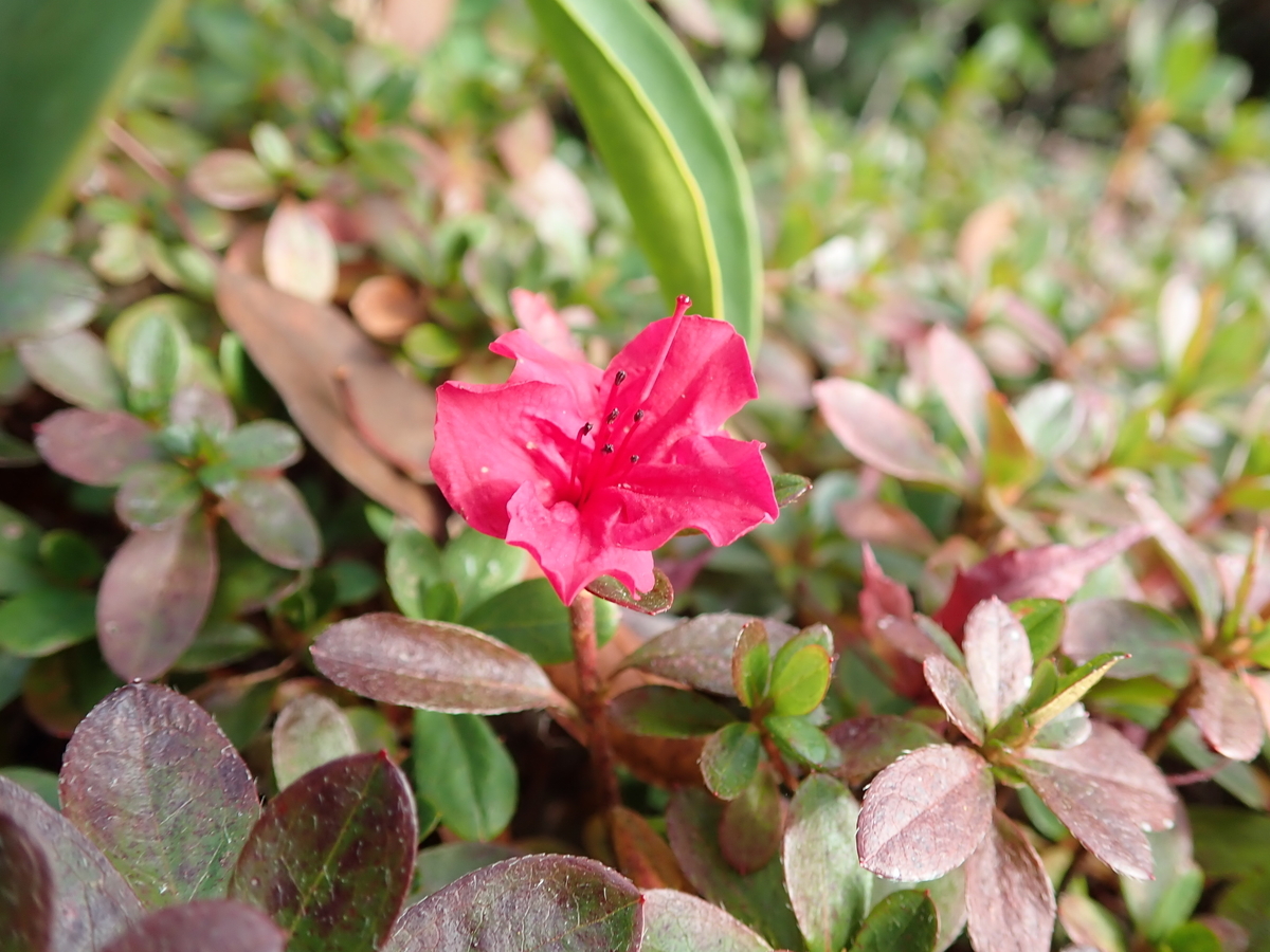 f:id:aikawa_park:20201202104235j:plain