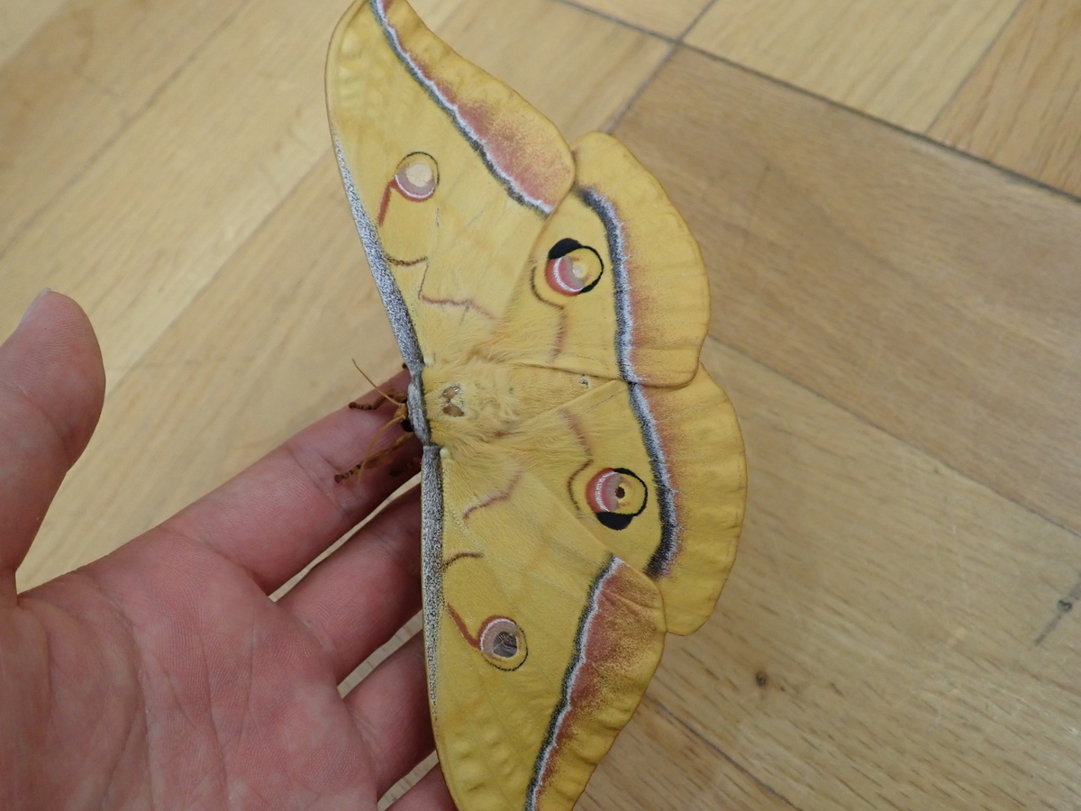 オオミズアオ ヤママユ クスサン ヒメヤママユ ウスタビガ とても可愛いヤママユの仲間たち あいかわ公園自然観察ガイド