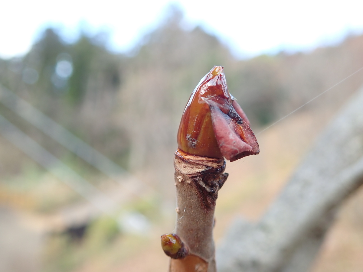 トチノキの冬芽には粘り気があります - あいかわ公園自然観察ガイド