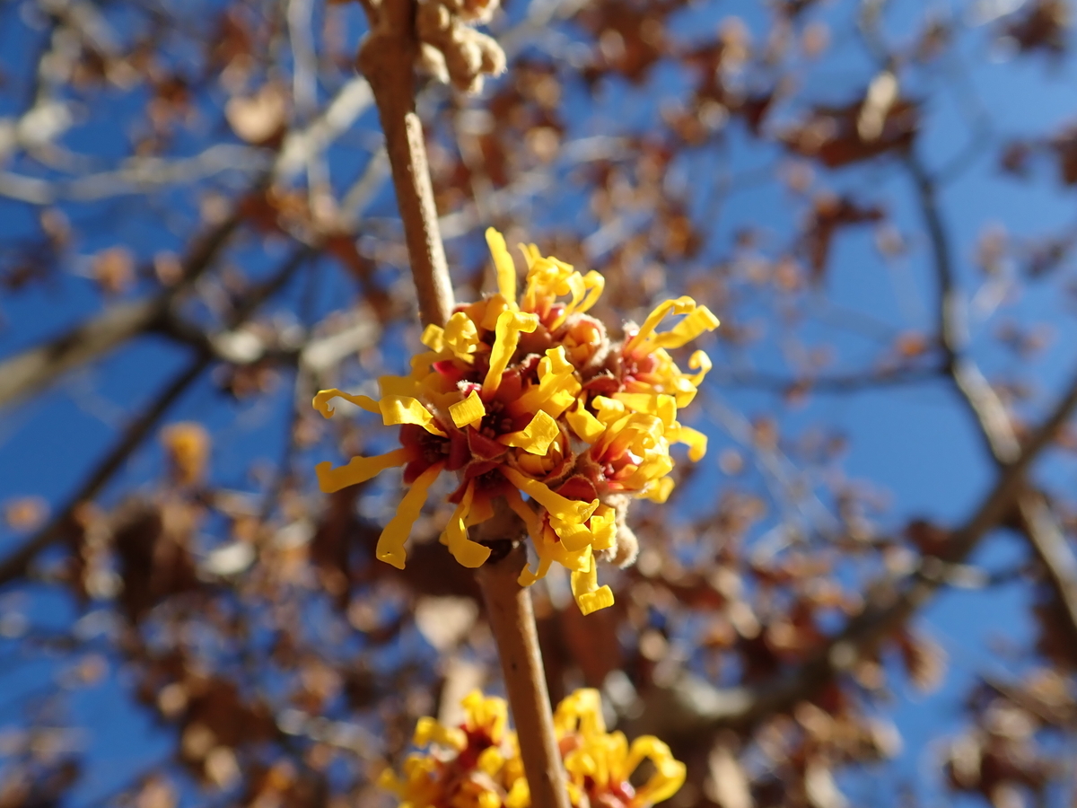 f:id:aikawa_park:20201226094718j:plain