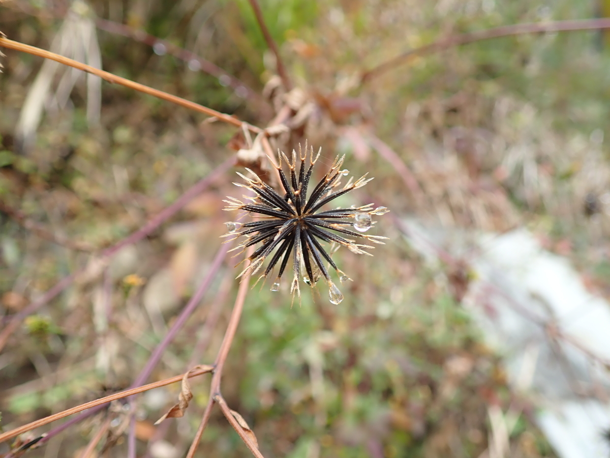 f:id:aikawa_park:20201227090659j:plain