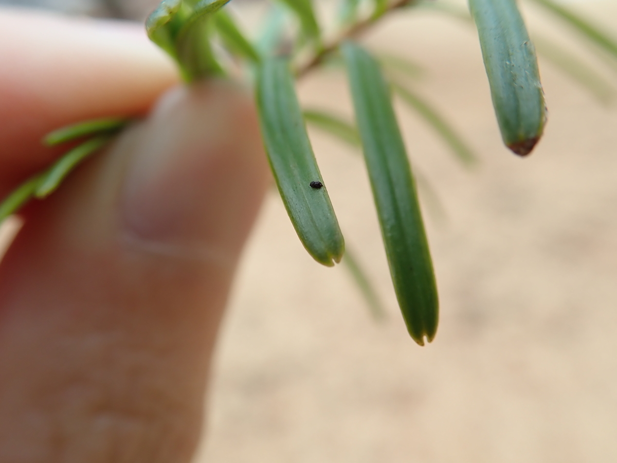 f:id:aikawa_park:20210127113651j:plain