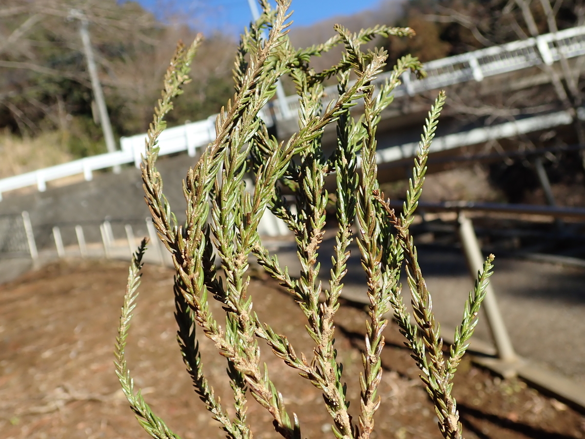 キツネの剥製 台座は本物の木 松の葉はフェイク 本来、変化狐