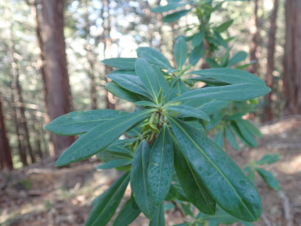 緑色の花は珍しい 冬にだけ現れる植物オニシバリ あいかわ公園自然観察ガイド
