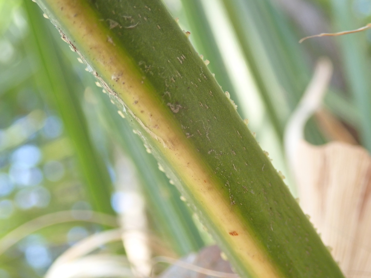 茎が毛むくじゃらの植物シュロ その葉は超巨大 あいかわ公園自然観察ガイド