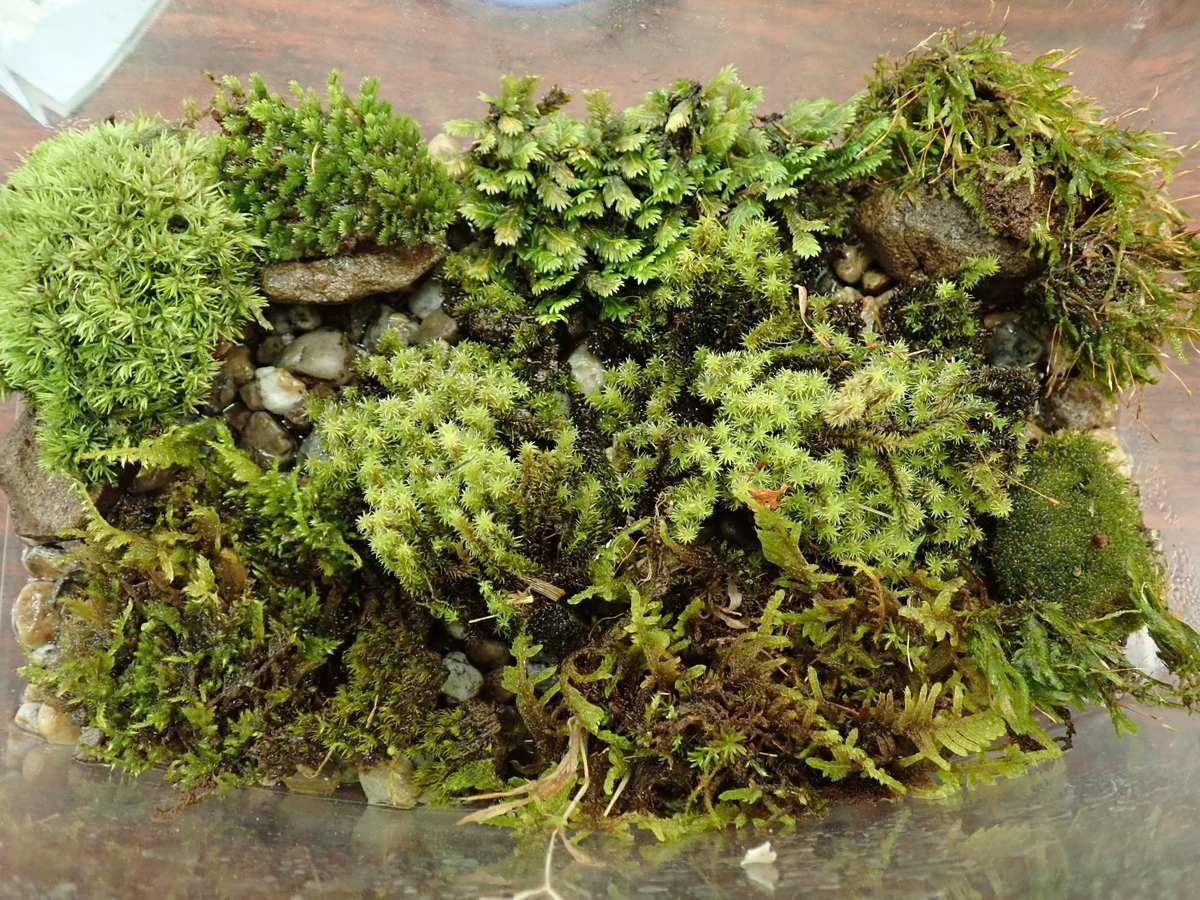 サワガニのお家作りでテラリウムに挑戦 あいかわ公園自然観察ガイド