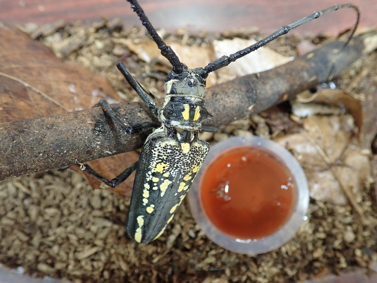 カミキリムシの痕跡を紹介 - あいかわ公園自然観察ガイド