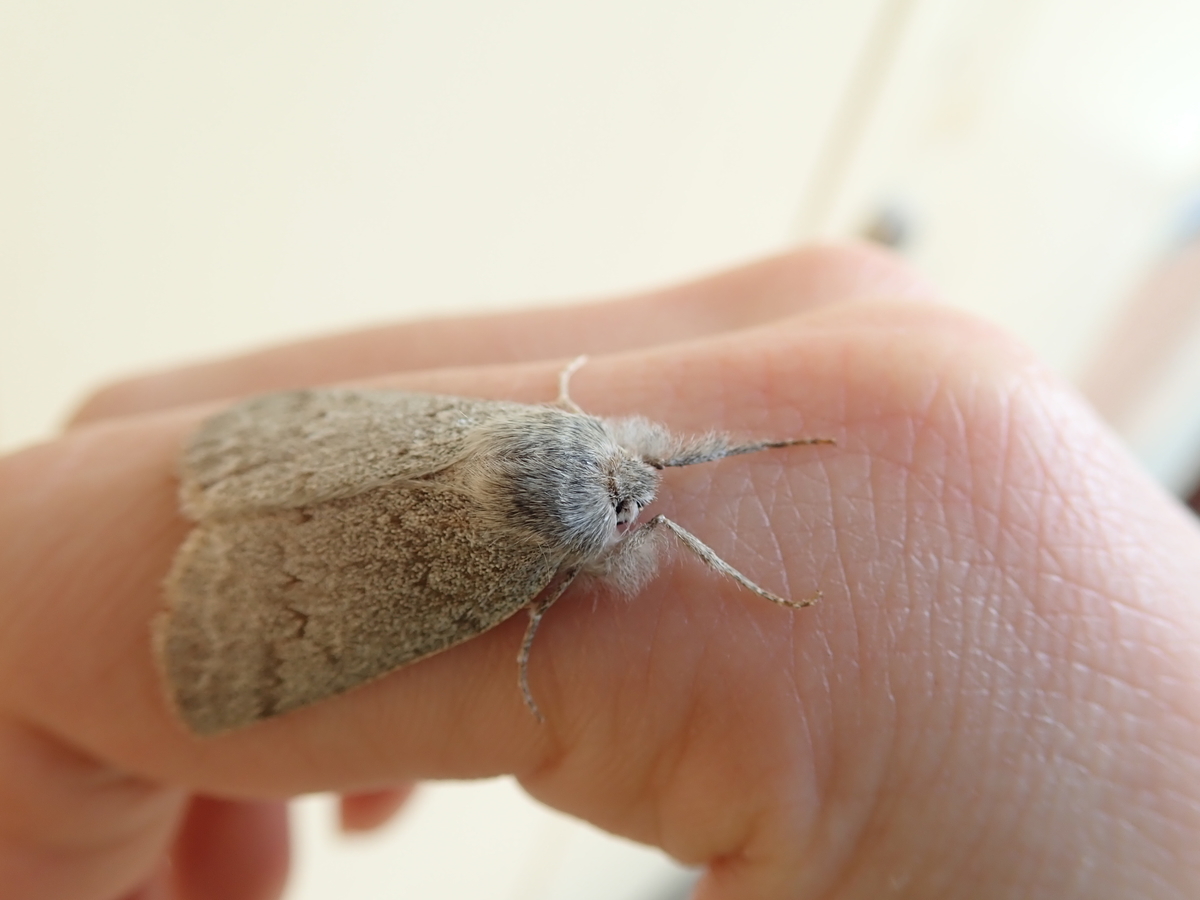 コンクリートそっくりの蛾は ヒロバトガリエダシャク あいかわ公園自然観察ガイド
