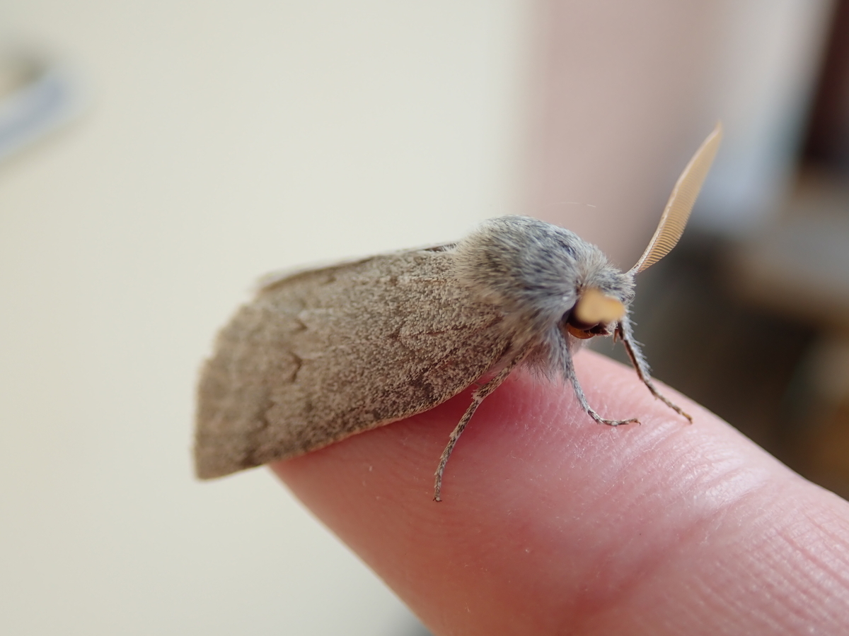 コンクリートそっくりの蛾は ヒロバトガリエダシャク あいかわ公園自然観察ガイド