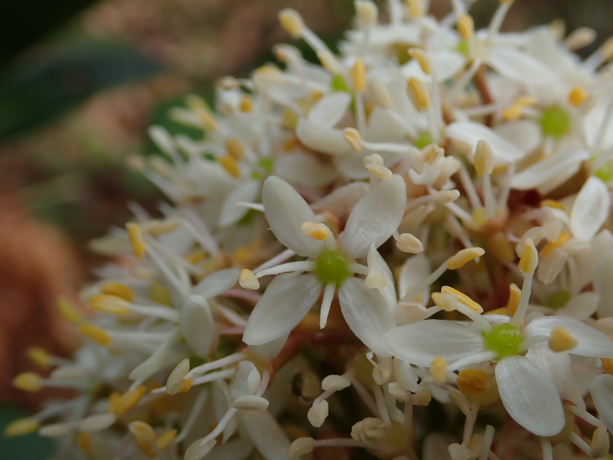 f:id:aikawa_park:20210403112819j:plain