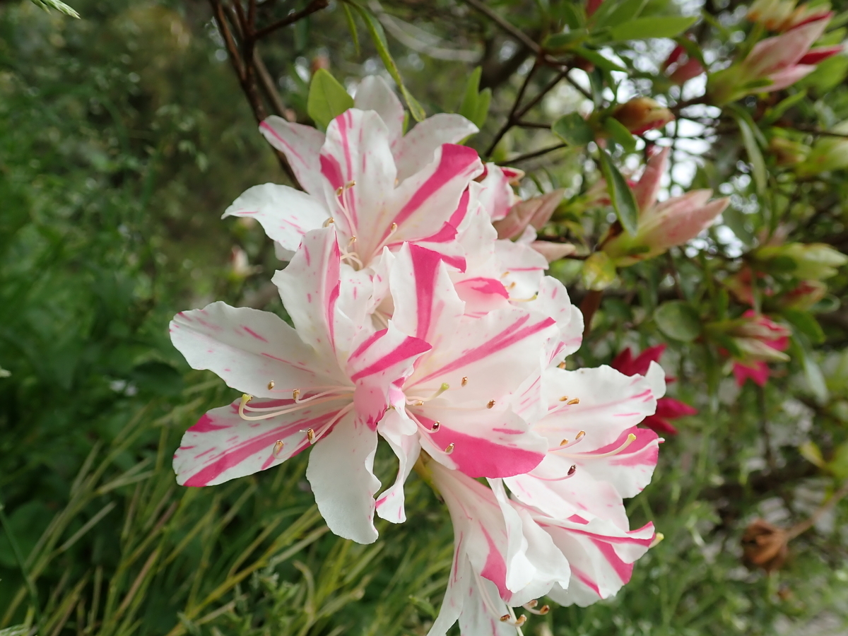 f:id:aikawa_park:20210407100509j:plain