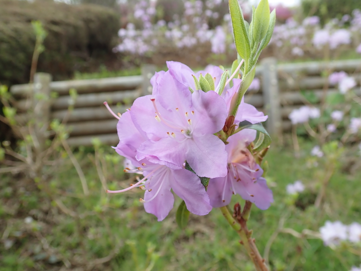 f:id:aikawa_park:20210407102205j:plain