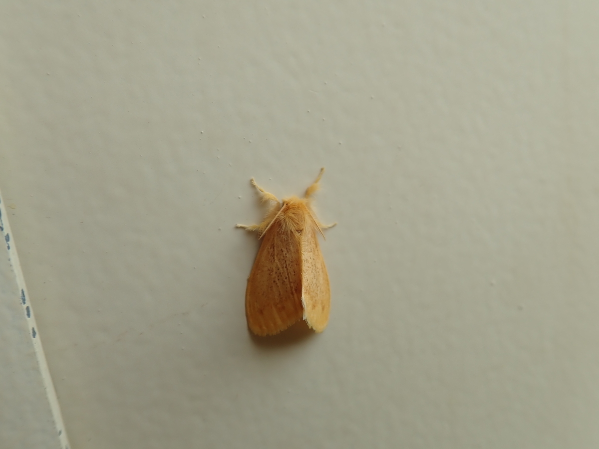 絵　赤い毛虫のたわし 毒赤虫フランコニア ババリア、ドイツの針葉樹にトウダイグサ