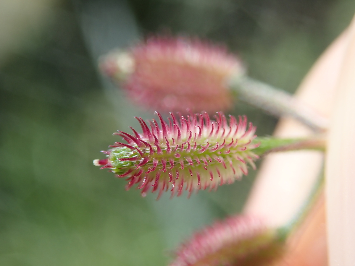 オナモミとは 動植物の人気 最新記事を集めました はてな