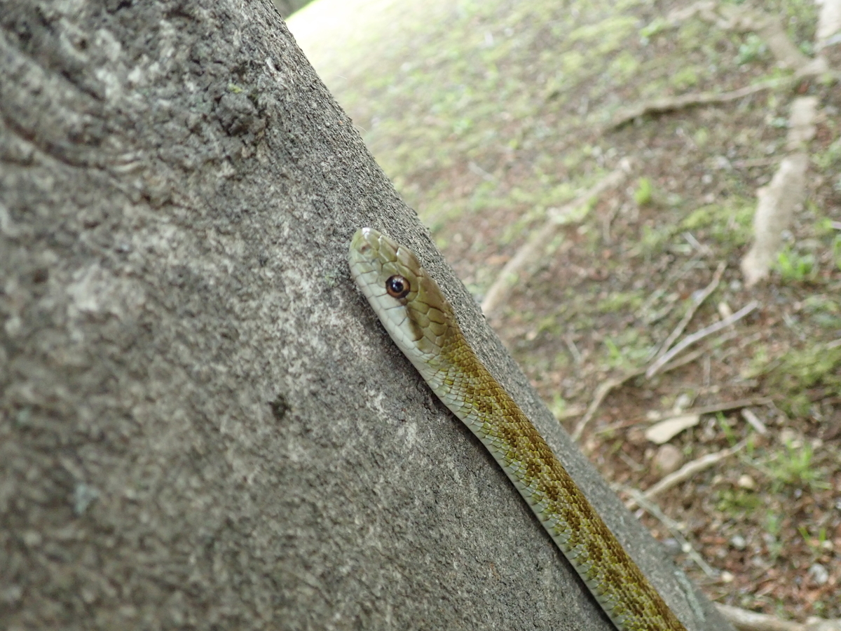 シマヘビ ヤマカガシ アオダイショウ ジムグリの4種を見比べてみよう あいかわ公園自然観察ガイド