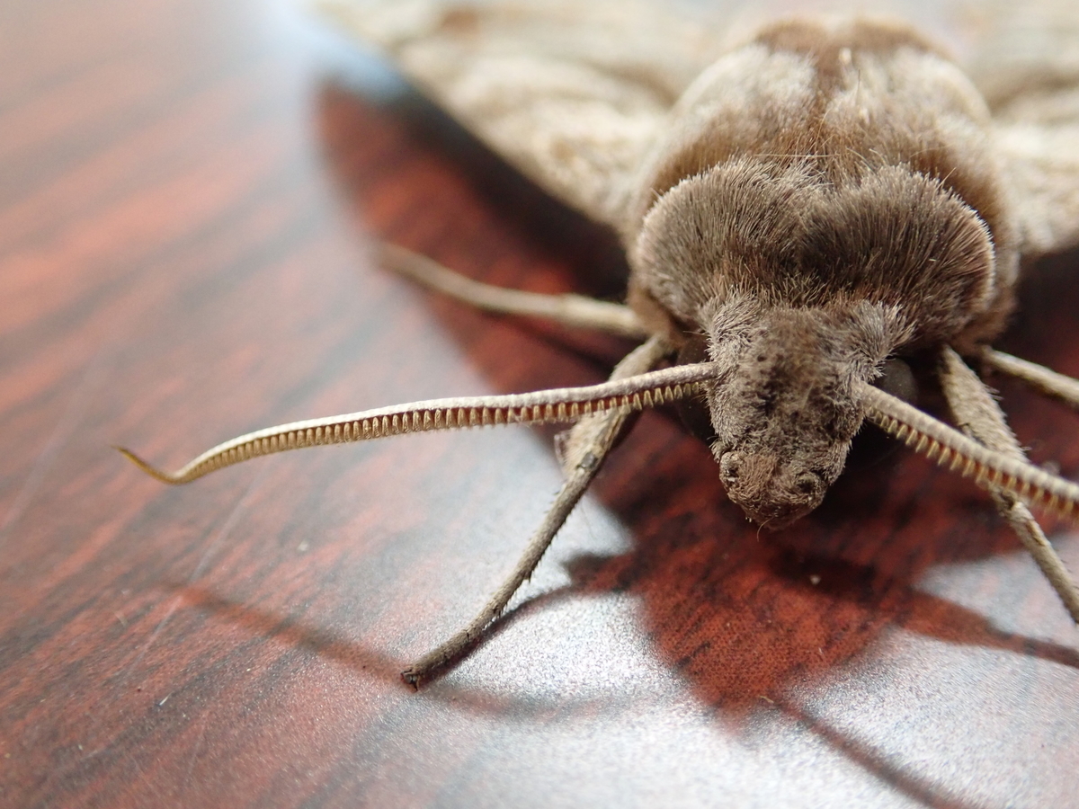 ブドウの害虫として知られる蛾 ブドウスズメの仲間 あいかわ公園自然観察ガイド