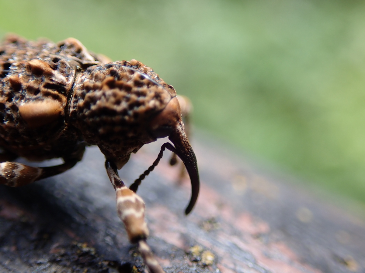 まるでゴジラのようなゾウムシ