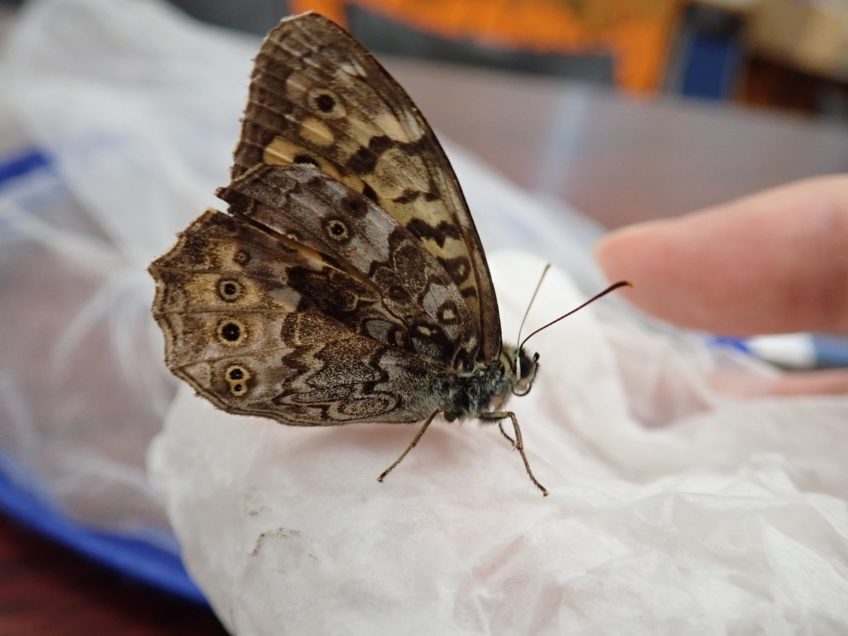 蝶になる 樹液を探すのに役立つ蝶 サトキマダラヒカゲ - あいかわ公園自然観察ガイド