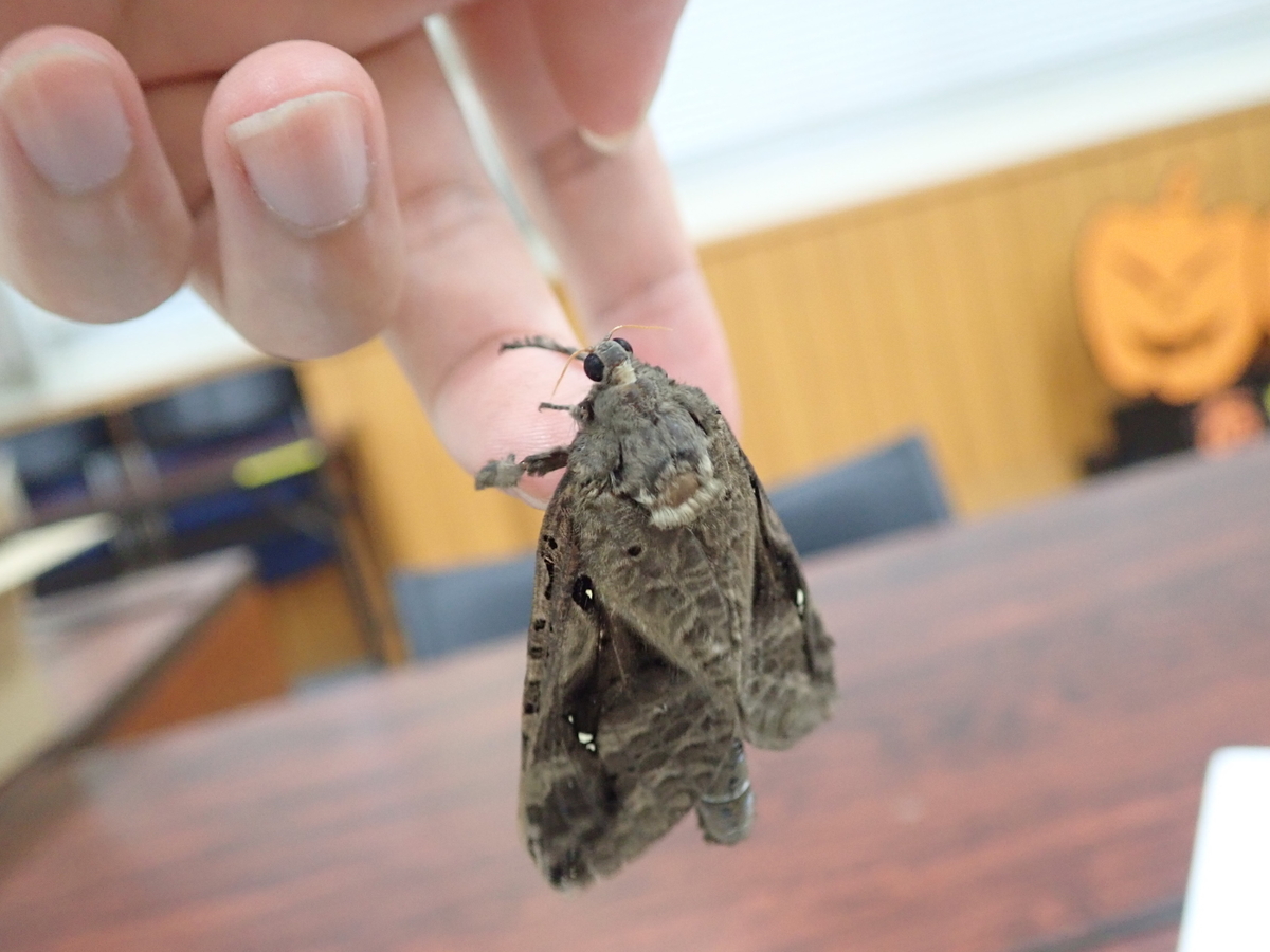 蛾は気持ち悪い 大きな長い足を持つ蛾 キマダラコウモリ あいかわ公園自然観察ガイド 蛾は気持ち悪い 大きな長い足を持つ蛾 キマダラコウモリ あいかわ公園自然観察ガイド