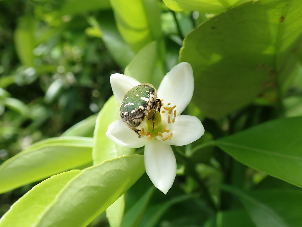 f:id:aikawa_park:20210623114347j:plain