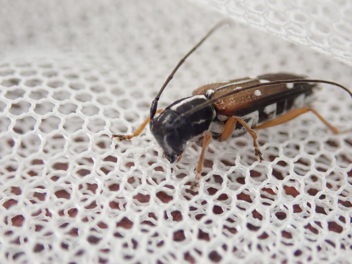 タマムシのように輝くチリカミキリのペア【標本】 （タマムシ