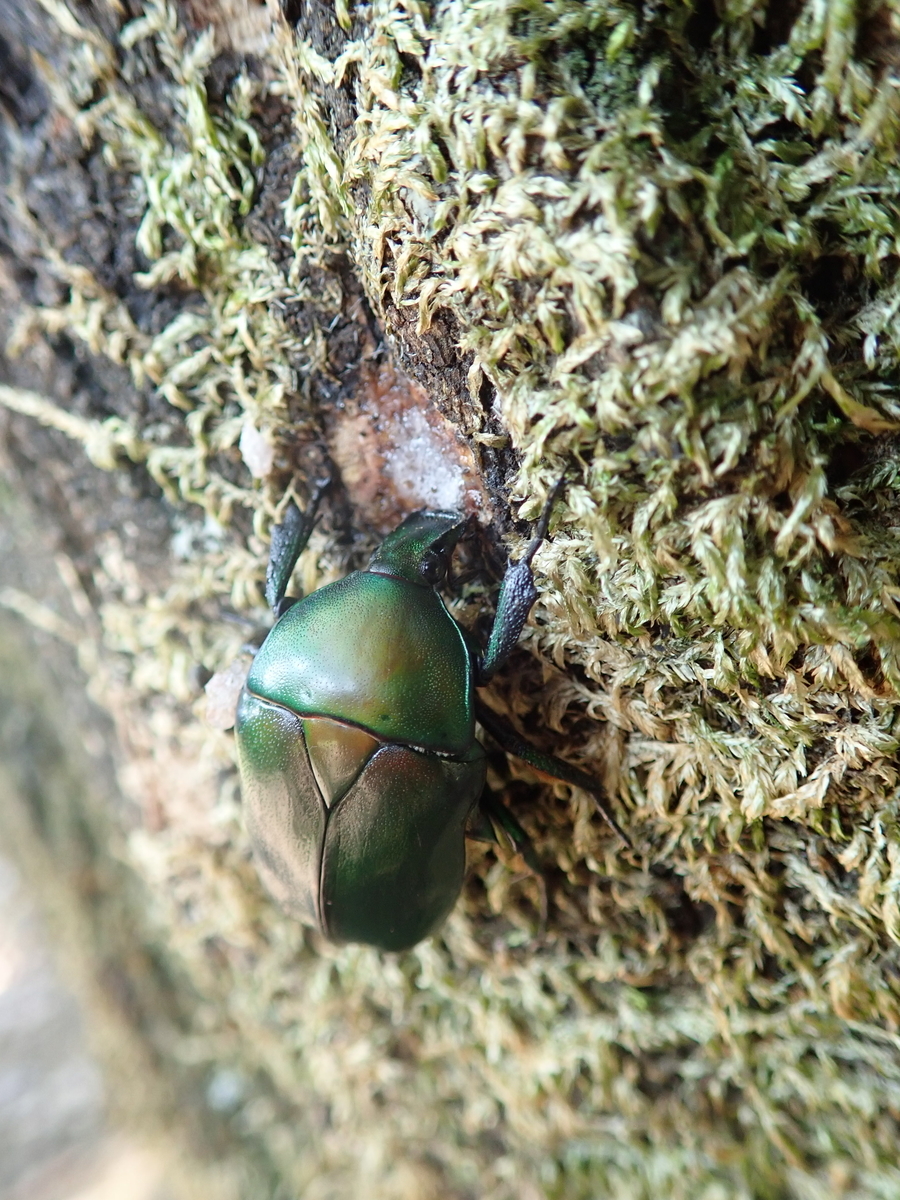 樹液の出る木を探すには 虫探しのヒントを紹介 あいかわ公園自然観察ガイド