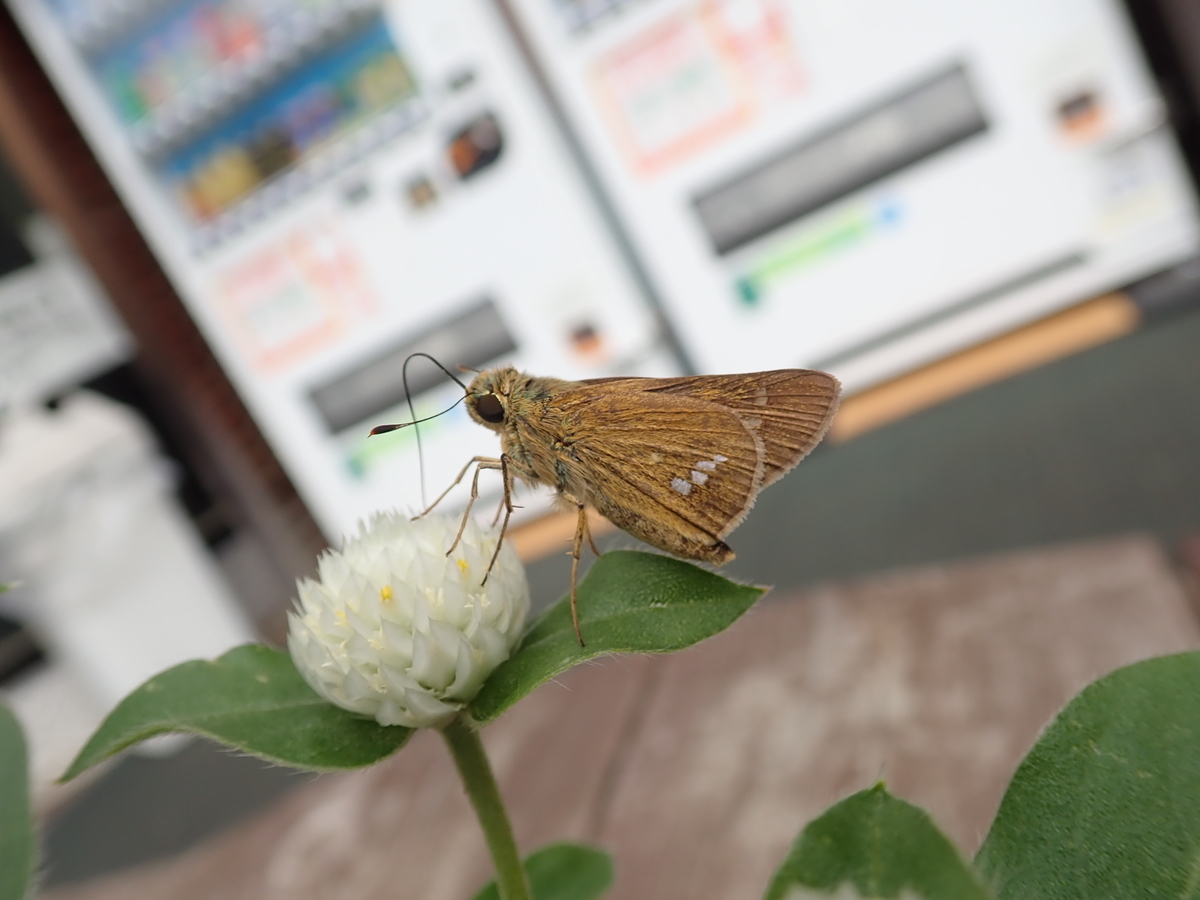 茶色い蛾 それとも蝶 じっくり見るととてもかわいいイチモンジセセリ あいかわ公園自然観察ガイド
