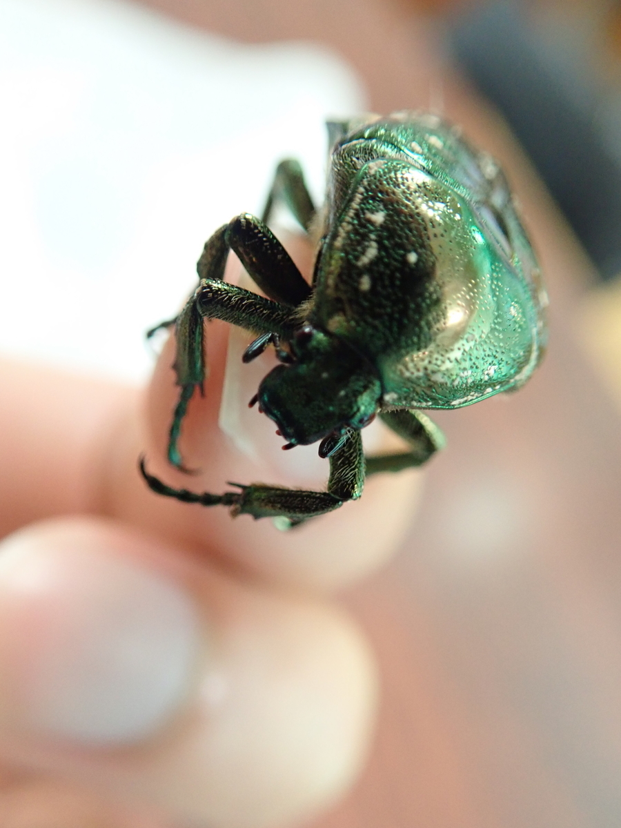 白い模様のある綺麗なカナブン シロテンハナムグリ - あいかわ公園自然