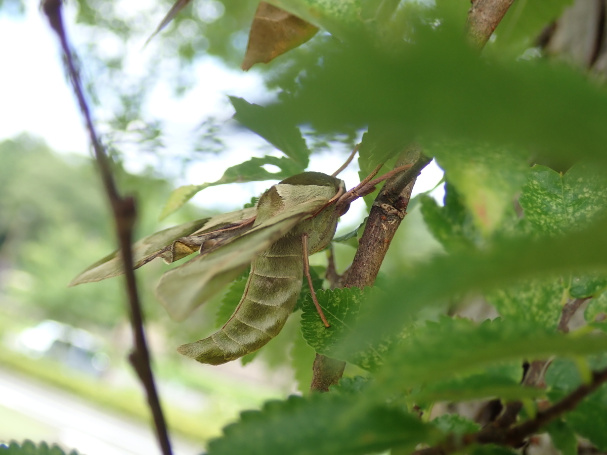 f:id:aikawa_park:20210728110729j:plain