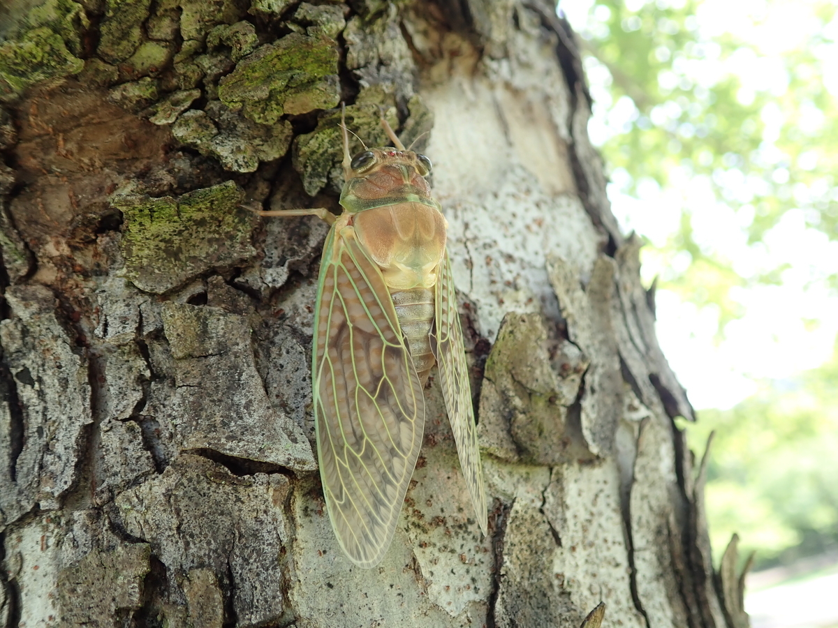 緑と白の翅を持つセミ 思い浮かぶのは何ゼミ あいかわ公園自然観察ガイド