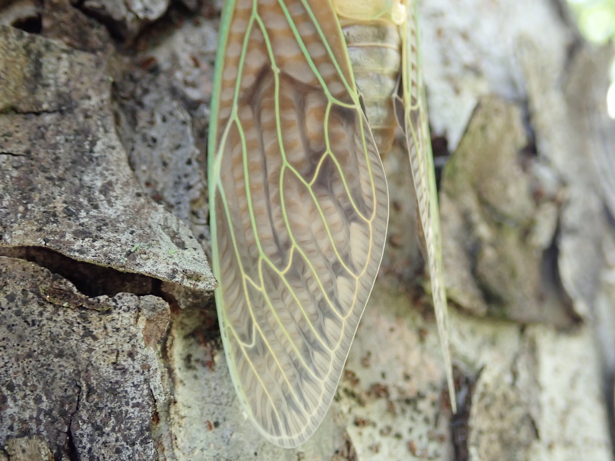 緑と白の翅を持つセミ 思い浮かぶのは何ゼミ あいかわ公園自然観察ガイド