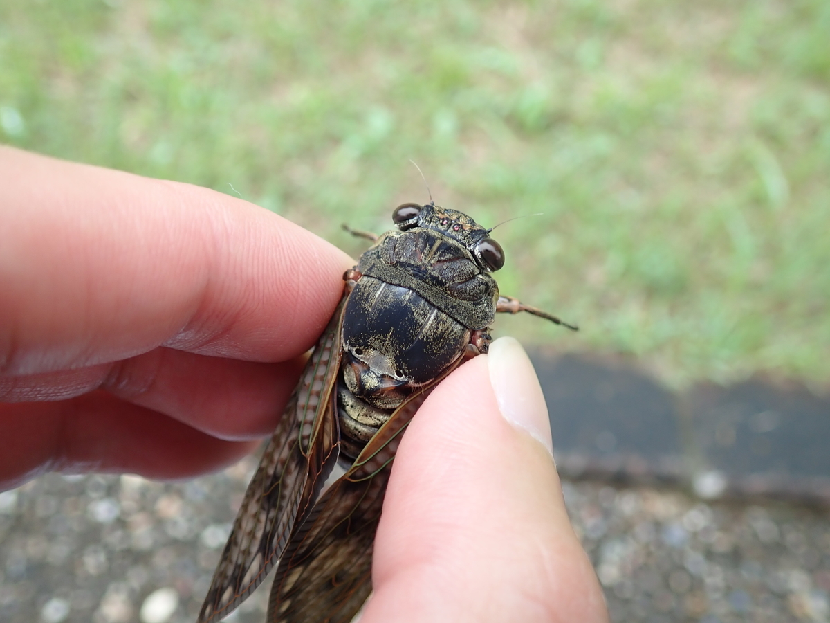 緑と白の翅を持つセミ 思い浮かぶのは何ゼミ あいかわ公園自然観察ガイド