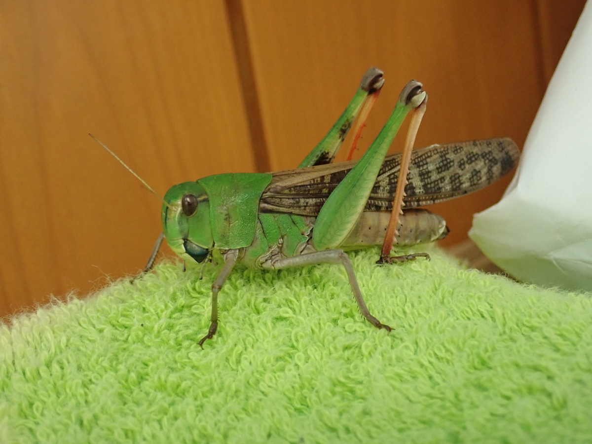 茶色はクルマバッタ 緑はトノサマバッタ 環境によって姿が変わるバッタの不思議 あいかわ公園自然観察ガイド