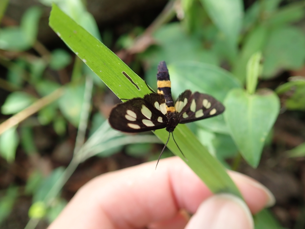 黄色と黒の警告色で 毒を持つと勘違いされる虫 カノコガ あいかわ公園自然観察ガイド 黄色と黒の警告色で 毒を持つと勘違いされる虫 カノコガ あいかわ公園自然観察ガイド