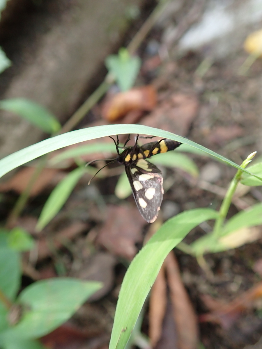 黄色と黒の警告色で 毒を持つと勘違いされる虫 カノコガ あいかわ公園自然観察ガイド 黄色と黒の警告色で 毒を持つと勘違いされる虫 カノコガ あいかわ公園自然観察ガイド