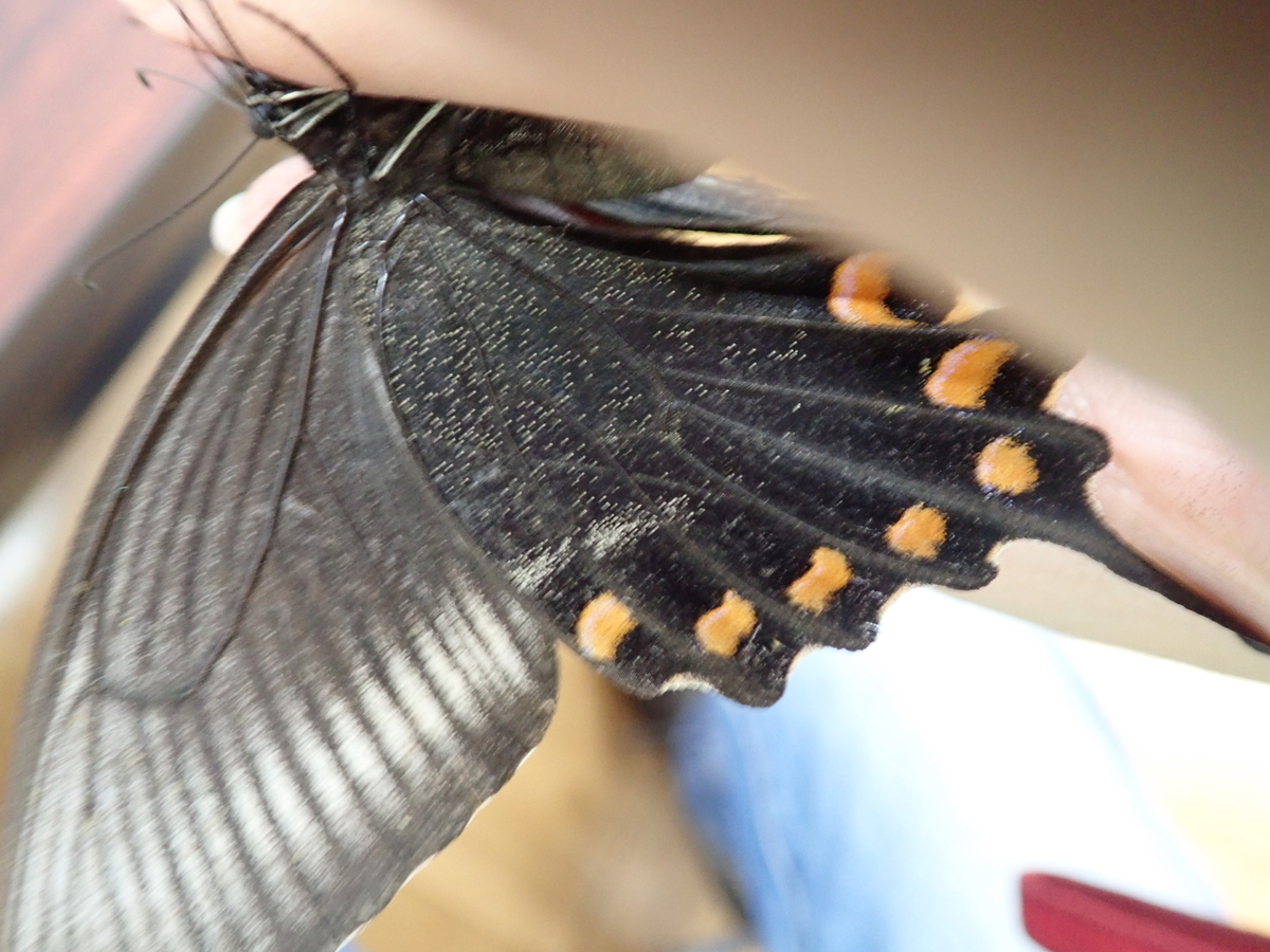ミヤマカラスアゲハの夏型。春型が美麗とされるが夏も十分美しい
