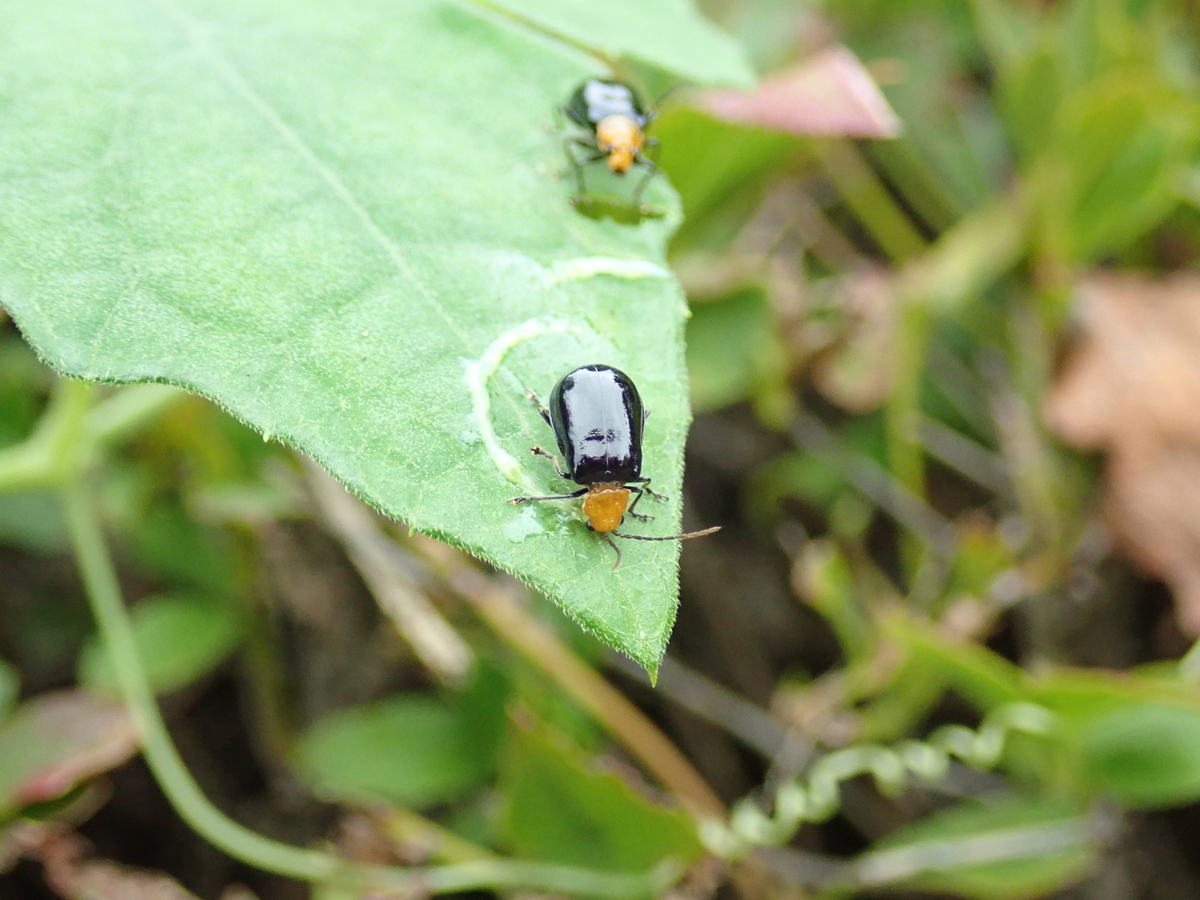 カボチャやキュウリなどにもやってくる黒い虫 クロウリハムシ あいかわ公園自然観察ガイド カボチャやキュウリなどにもやってくる黒い虫 クロウリハムシ あいかわ公園自然観察ガイド