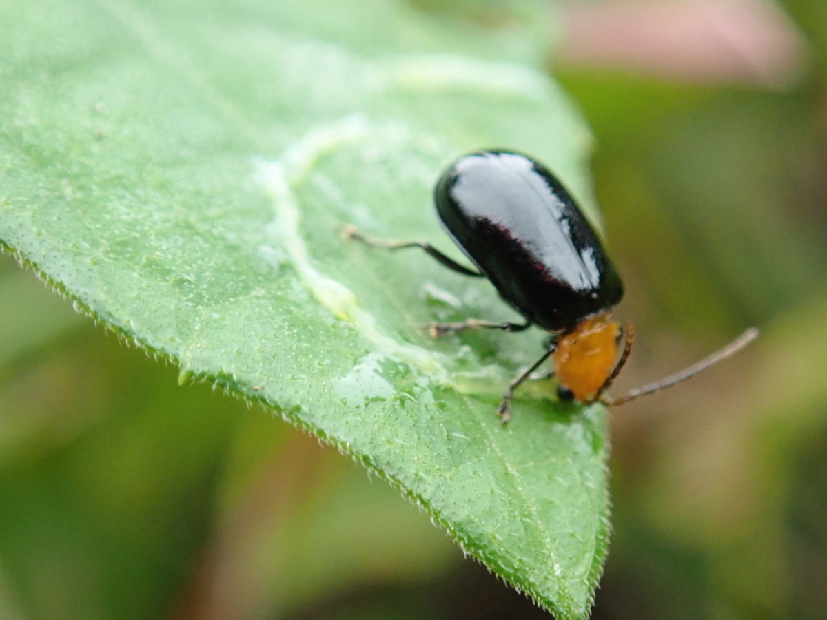 カボチャやキュウリなどにもやってくる黒い虫 クロウリハムシ あいかわ公園自然観察ガイド カボチャやキュウリなどにもやってくる黒い虫 クロウリハムシ あいかわ公園自然観察ガイド