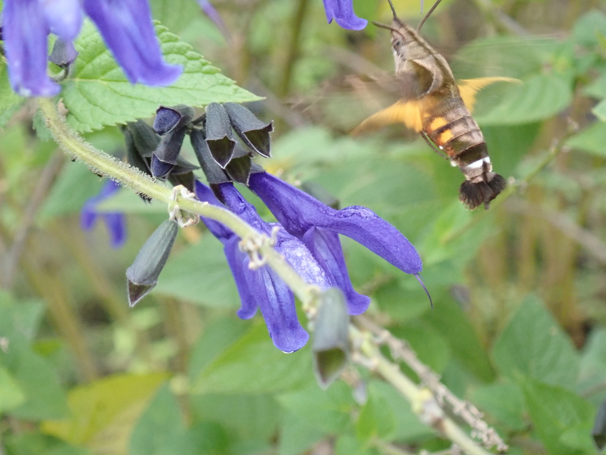 ハチドリのような姿をした茶色い昆虫ホシホウジャクと 植物に擬態して獲物を狙うカマキリ あいかわ公園自然観察ガイド