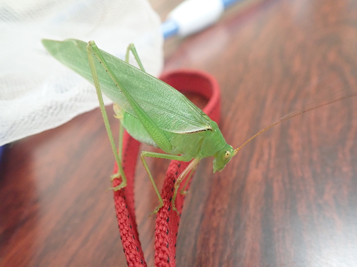 水辺にカマキリを連れていく奇妙な寄生生物ハリガネムシ 轢かれたカマキリや水辺のカマキリを観察してみよう あいかわ公園自然観察ガイド