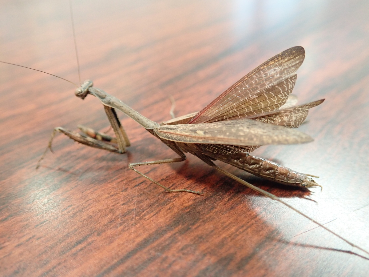 茶色い小さなカマキリ コカマキリ 腕にはかっこいい黒い模様が見られます あいかわ公園自然観察ガイド