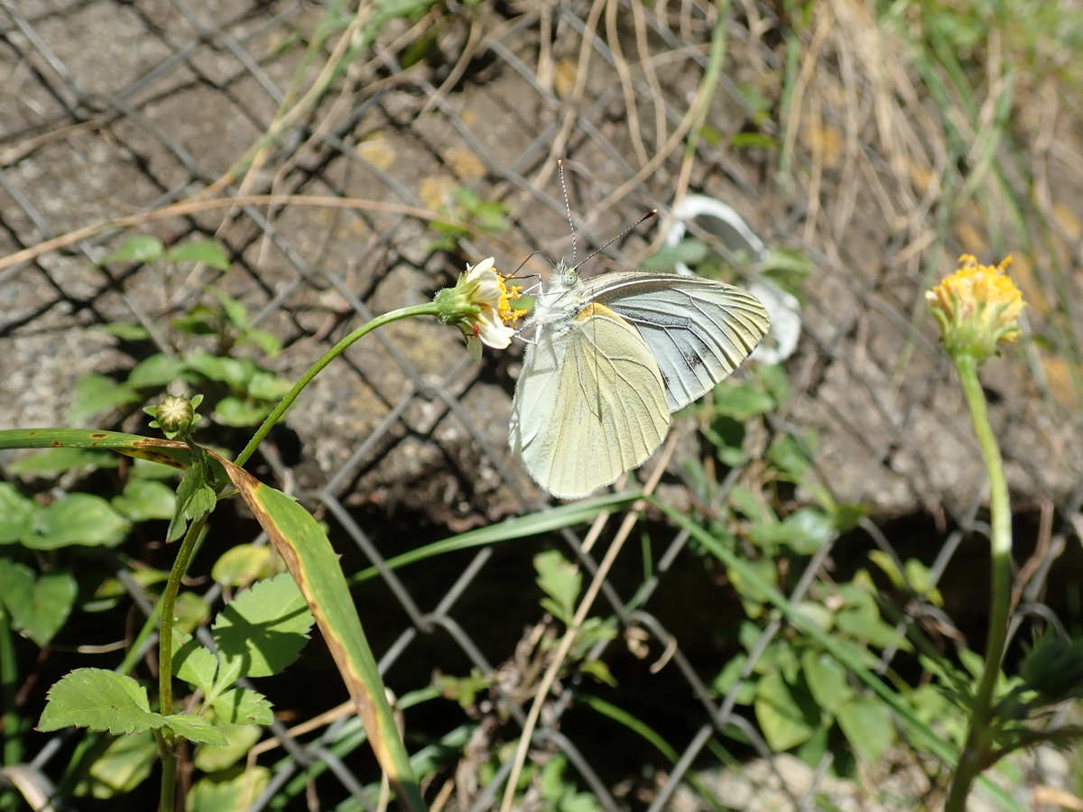 白無垢 蝶々と草花ロ 白無垢 蝶々と草花ロ